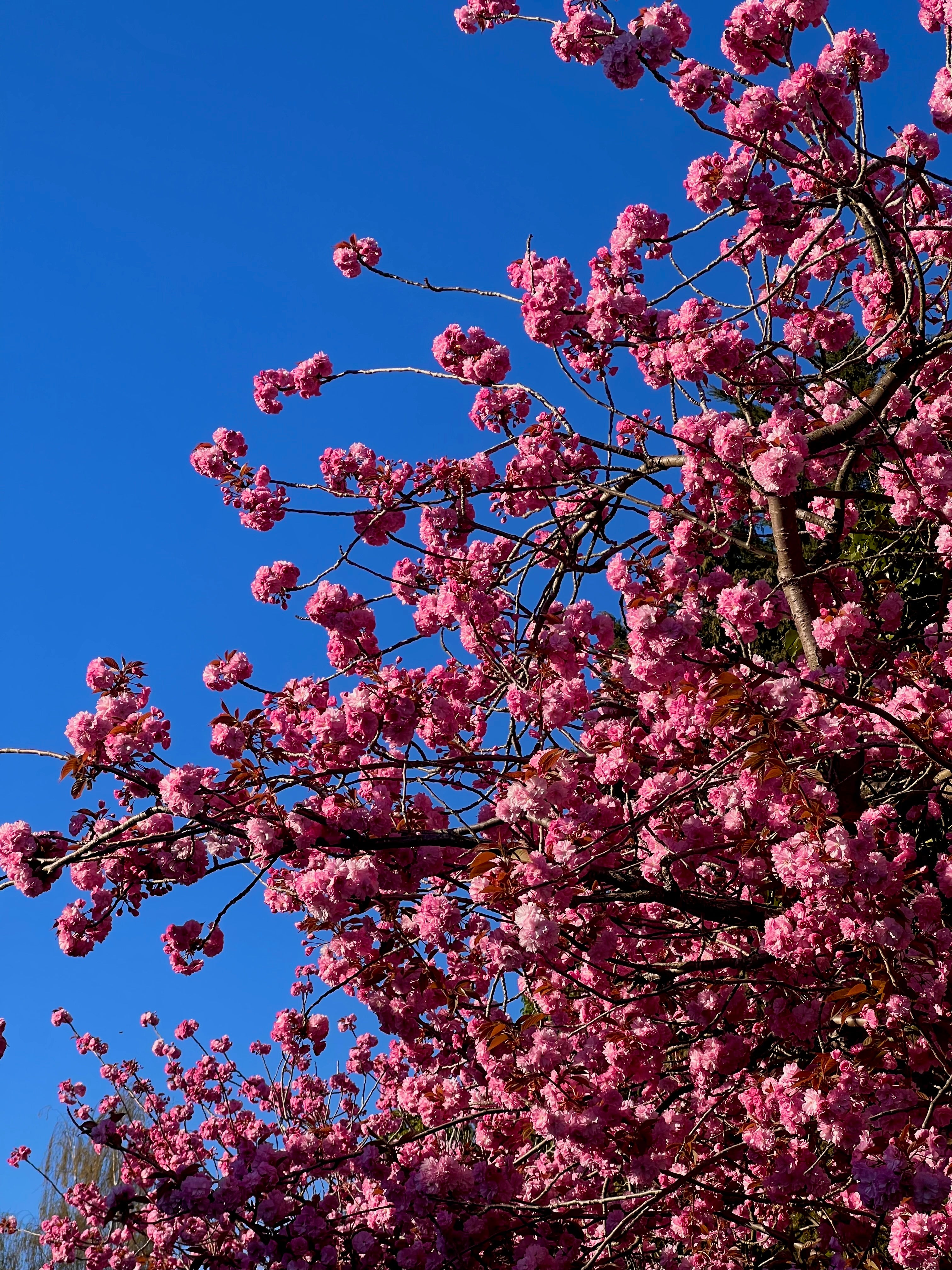 Spring Collection
